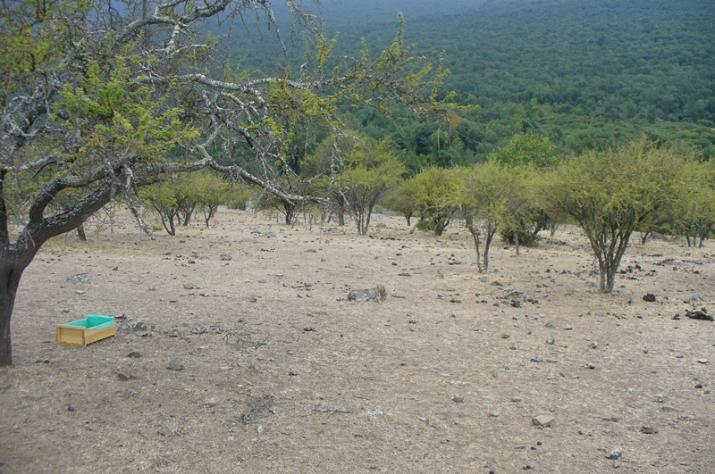 Acacia caven dominated ecosystem